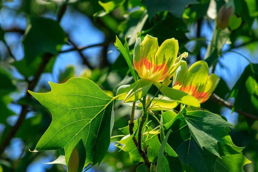 Tulip Poplar – Flower Seeds