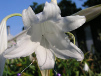 Crinum Lily White Emperor Large Blooming-size Bulb New - Flower Seeds