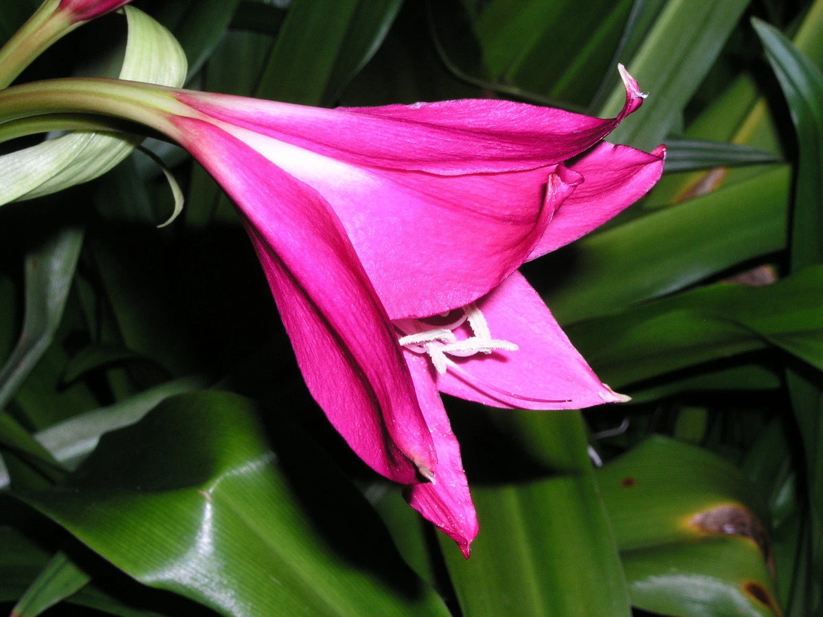 Crinum Lily Rose – Garden Flower Seeds