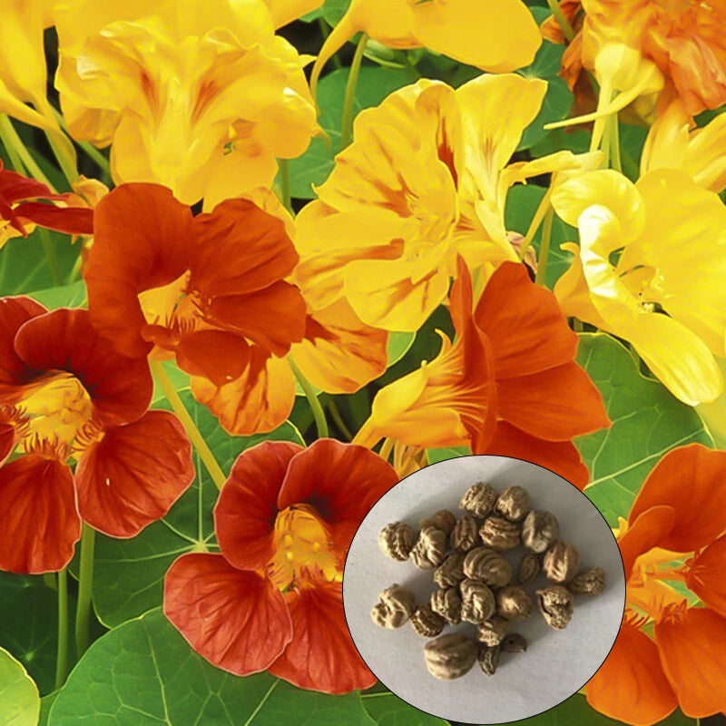 Jewel Nasturtium Tropaeolum Majus – Colorful Garden Flower Seeds