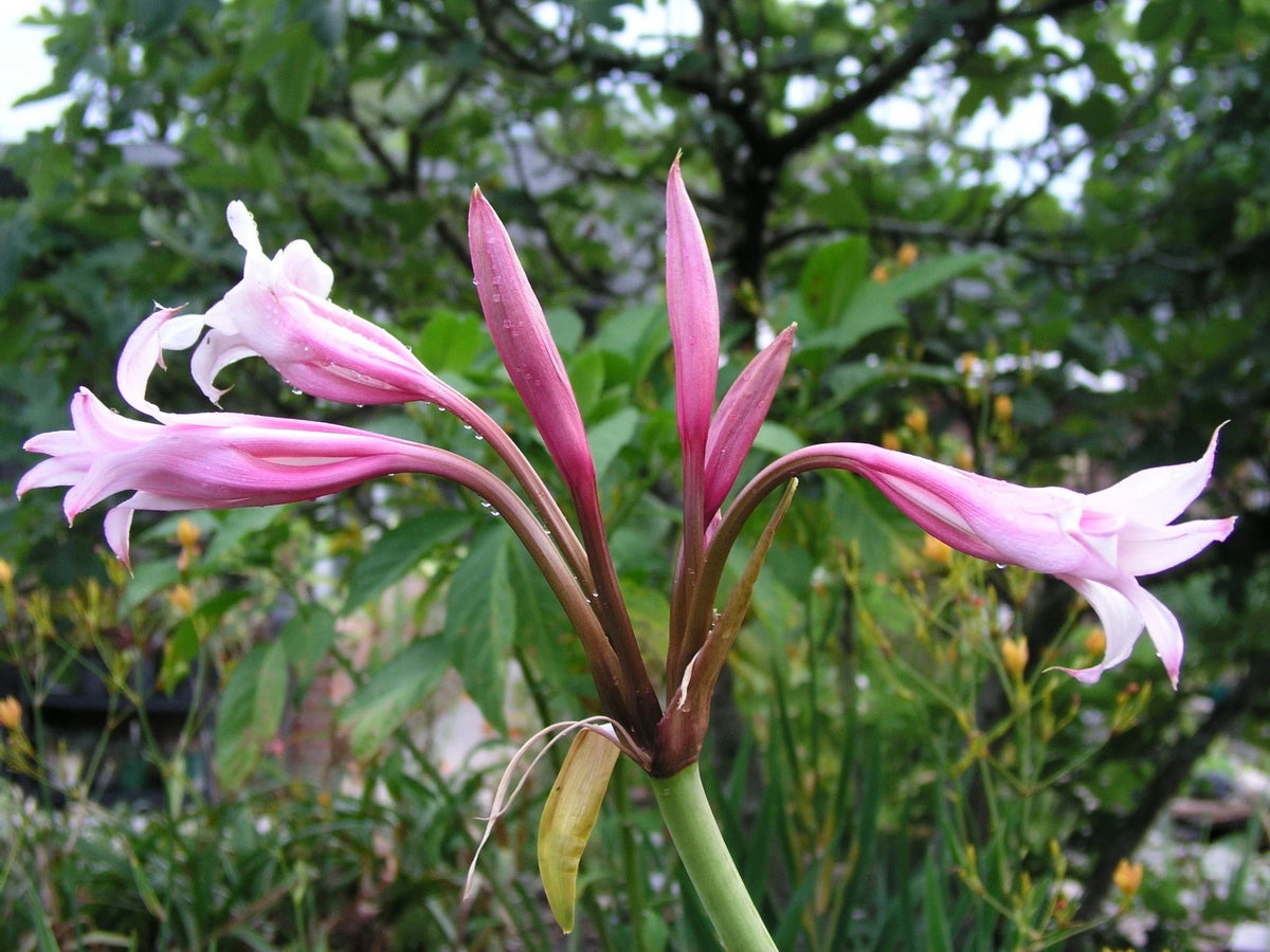 Crinum Lily Mexican – Garden Flower Seeds