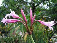 Crinum Lily Mexican – Garden Flower Seeds