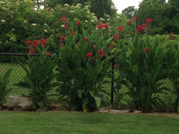 Red Canna Indica Indian Shot Brilliant Very Showy Homegrown – Flower