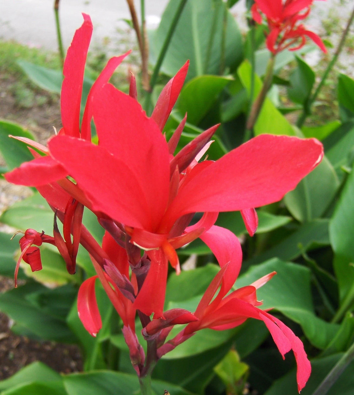 Red Canna Indica Indian Shot Brilliant Very Showy Homegrown – Flower