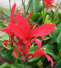 Red Canna Indica Indian Shot Brilliant Very Showy Homegrown – Flower