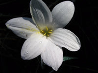 Rain Lily Zephyranthes Antarcticia New Habranthus - Flower Seeds