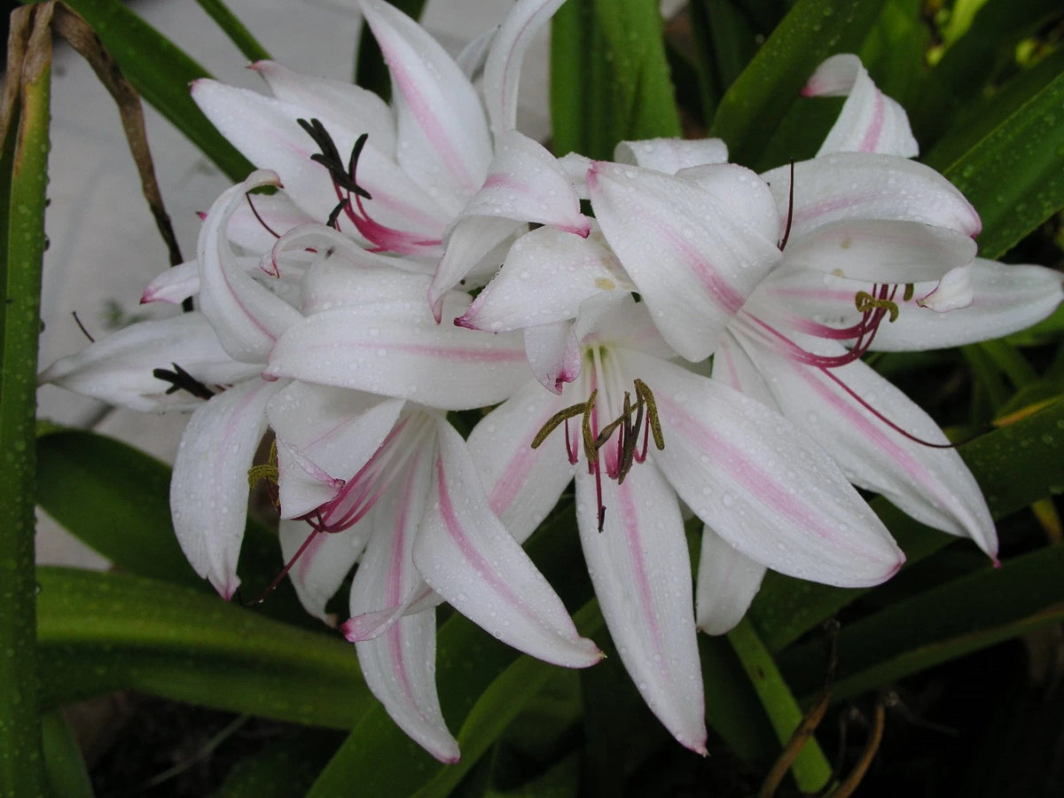 Crinum Lily Digweedii No Kidding Large Blooming-size Bulb - Flower