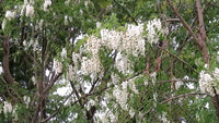 Robinia Pseudoacacia – Fragrant Hardy Black Locust Tree Seeds