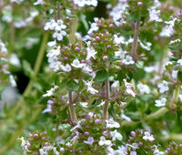Thyme Thymus Vulgaris Hardy Culinary Herb Garden Seeds