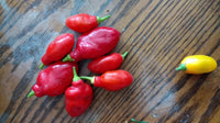 Red Teardrop Manzano – Garden Vegetable Seeds