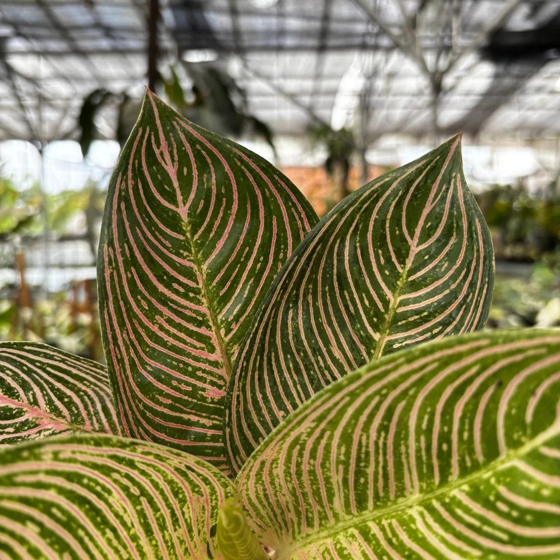 Golden Hope Aglaonema – Indoor Foliage Plant Seeds