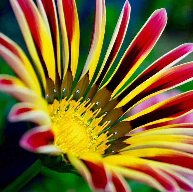 Gazania Seeds , Image