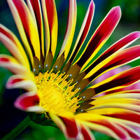 Gazania Seeds , Image