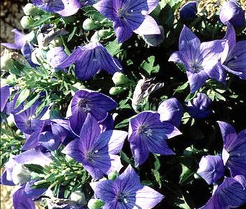 Balloon Flower Blue Platycodon Grandiflorus – Perennial Garden Flower Seeds