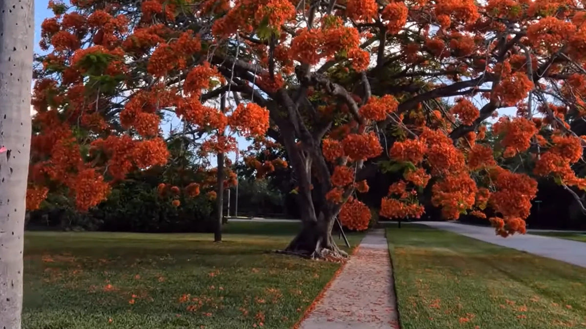 Royal Poinciana Delonix Regia – Flowering Canopy Tree Seeds