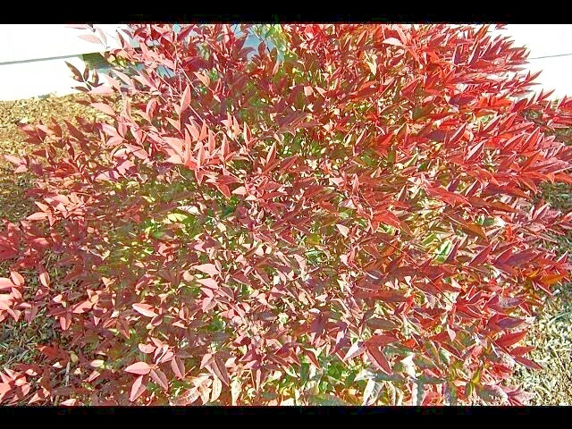 Royal Princess Heavenly Bamboo Nandina Domestica – Ornamental Shrub Seeds