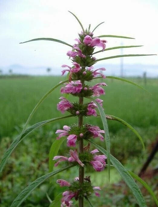 Leonurus Artemisia Flower Seeds for Planting | Premium Quality Garden Seeds