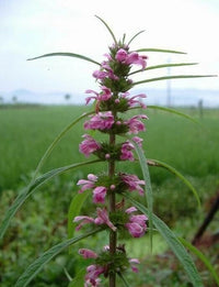 Leonurus Artemisia Flower Seeds for Planting | Premium Quality Garden Seeds
