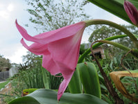 Crinum Lily Pink Floyd Large Blooming-Size Bulb New Amazing