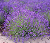 English Lavender Lavandula Angustifolia – Fragrant Flower Seeds