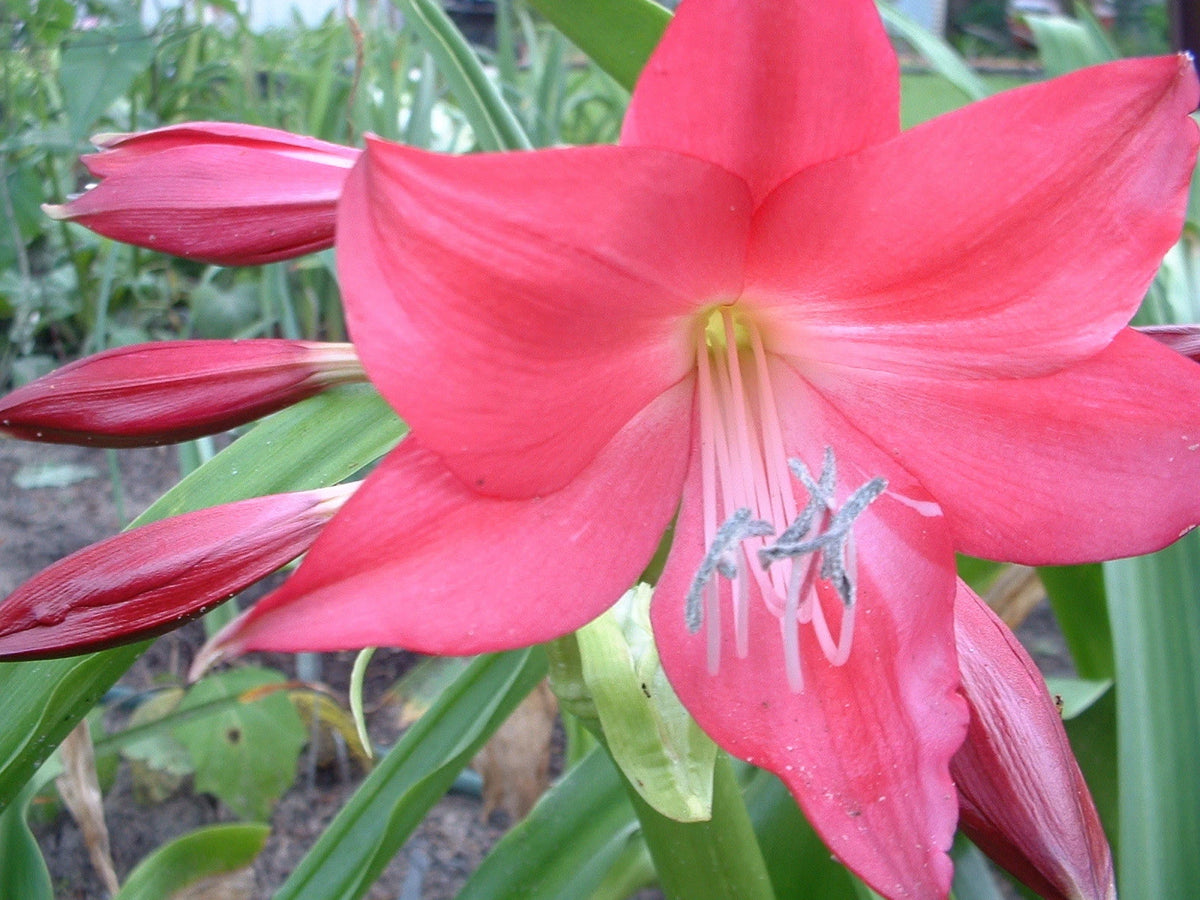Crinum Lily Ellen Bosanquet Large Blooming-size Bulb - Flower Seeds