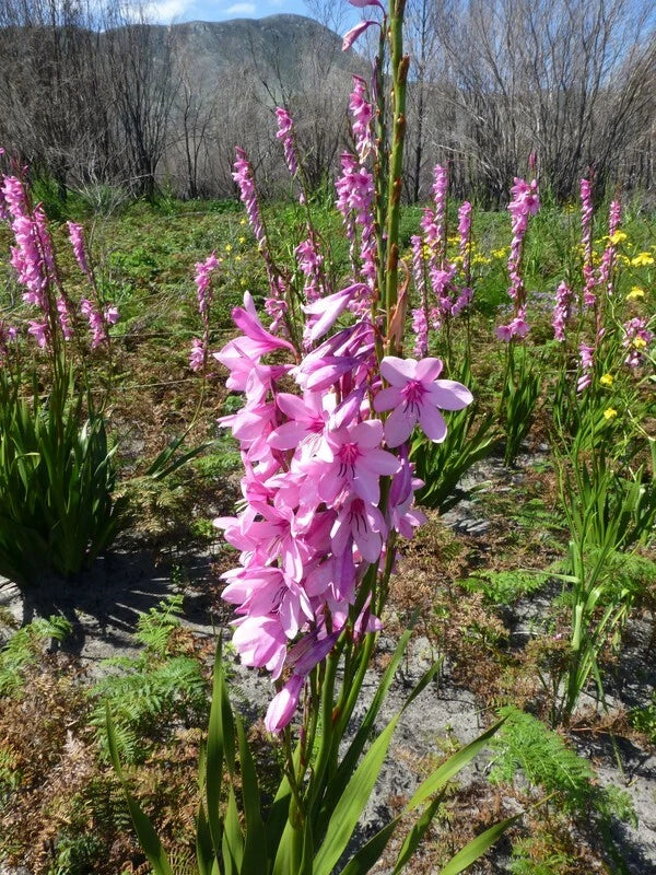 Watsonia Borbonica – Pink Cape Bugle Lily Flower Seeds