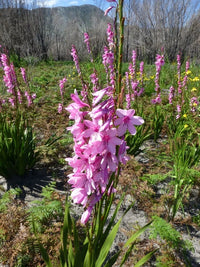 Watsonia Borbonica – Pink Cape Bugle Lily Flower Seeds
