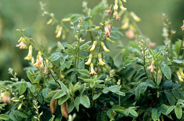 Astragalus Membranaceus Milk Vetch Herb Seeds