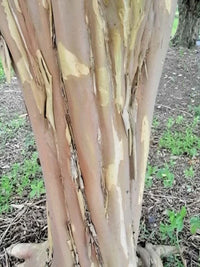 Appalachee Crepe Myrtle Lagerstroemia Indica – Colorful Flowering Shrub Seeds