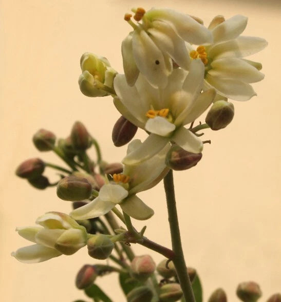 Moringa Oleifera Pterygosperma Horseradish Oil Edible Ornamental Tree Seeds – Hardy Flower Seeds