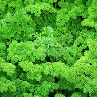 Triple Curled Parsley Petroselinum Hortensis – Herb Vegetable Seeds