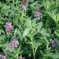 Alfalfa Medicago Sativa Flower Plant Seeds - Flower Seeds