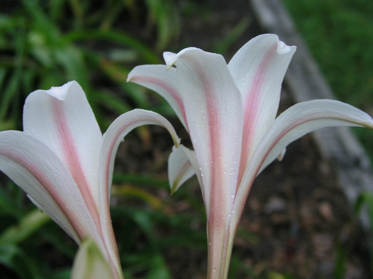 Crinum Lily Bulbispermum Checkmate Large Blooming-size Bulb - Flower