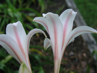 Crinum Lily Bulbispermum Checkmate Large Blooming-size Bulb - Flower