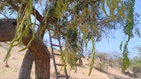 Prosopis Cineraria – Khejri Evergreen Tree Seeds