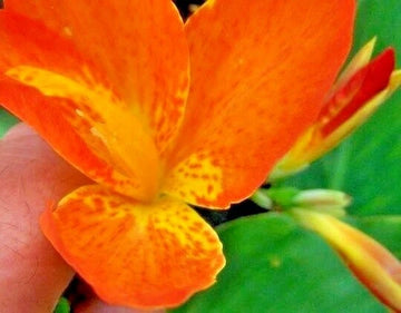 Canna Orange Punch Vibrant Garden Flower Seeds