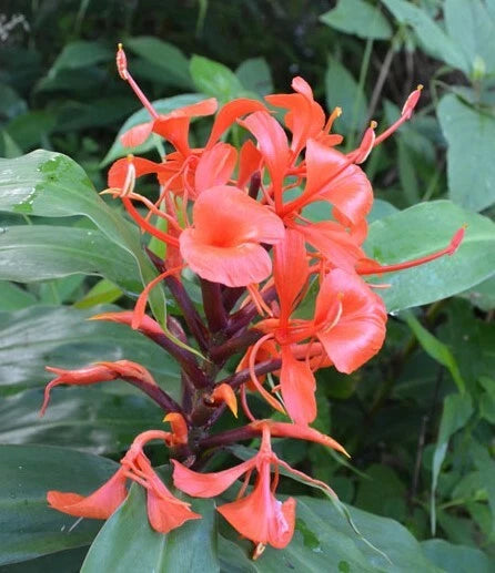 Hedychium Deceptum Rubrum – Cold Hardy Red Ginger Lily Seeds
