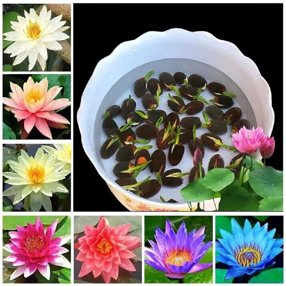 Lotus Mix Aquatic Perennial Water Garden Flower Seeds