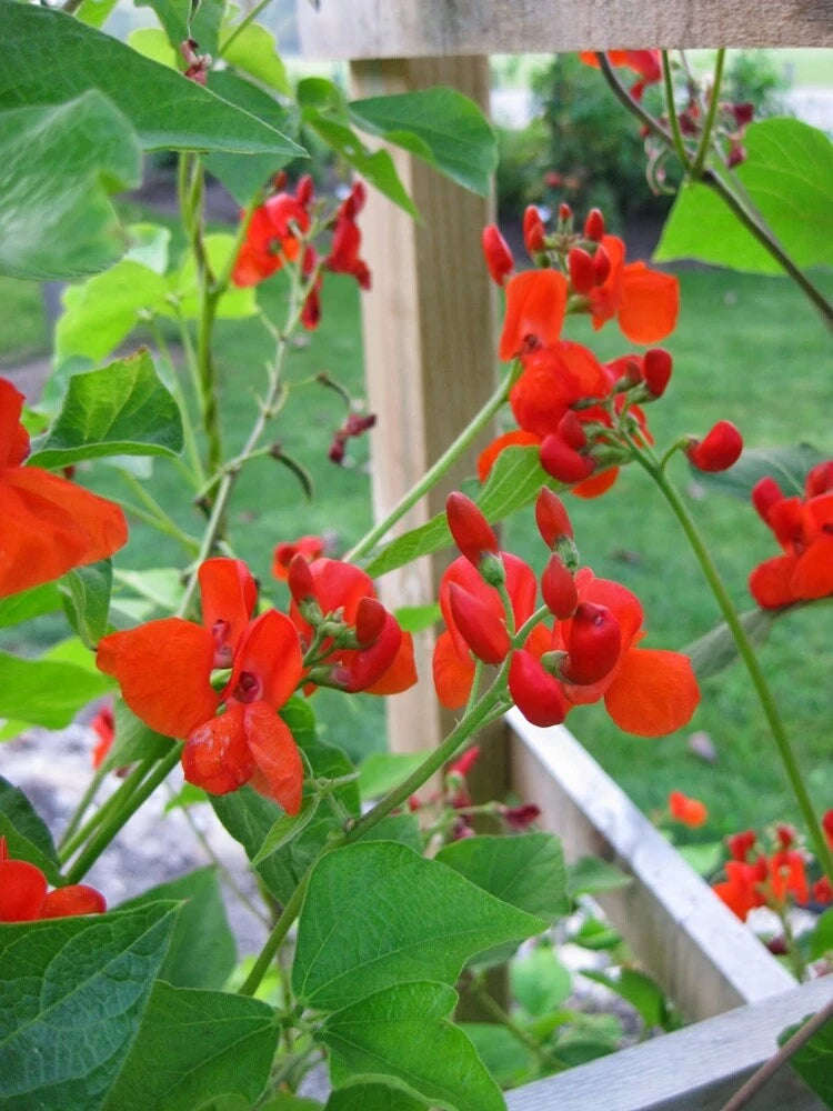 Phaseolus Coccineus Scarlet Emperor Runner Bean Vine – Flower Seeds
