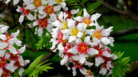 Xanthoceras Sorbifolium Hardy Yellowhorn Shrub Tree Seeds
