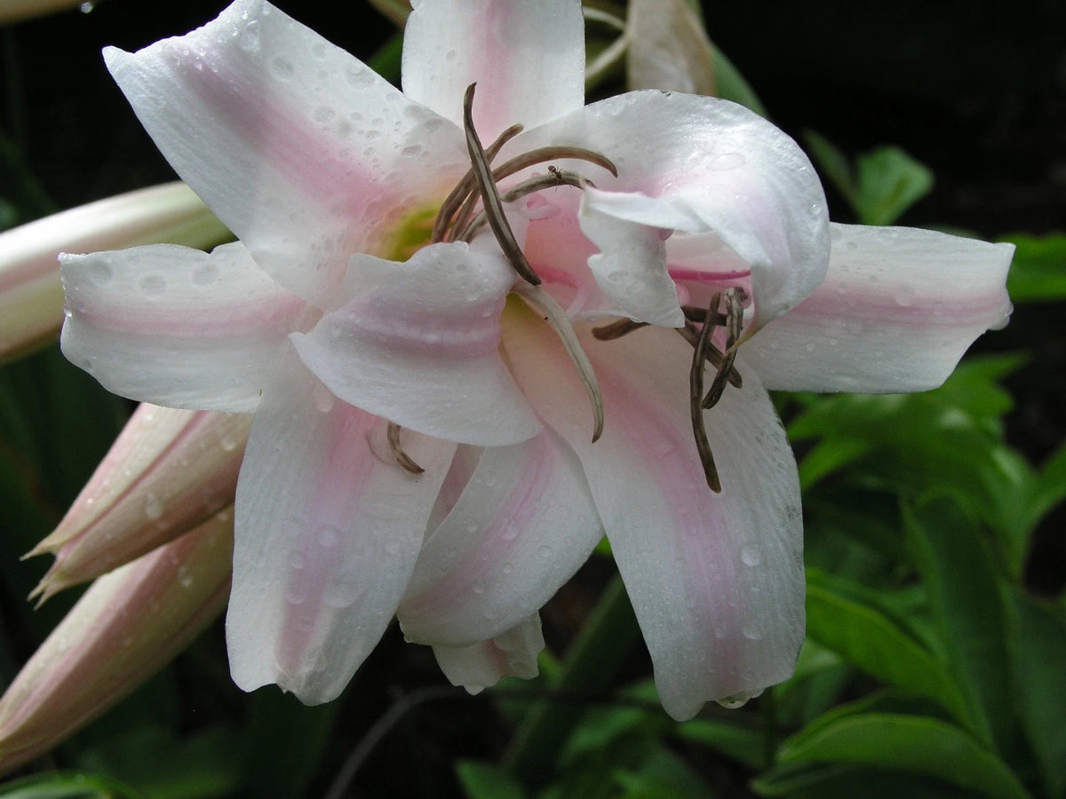Crinum Lily Goweni Regina S Disco Lounge Jumbo Blooming-size Bulb -