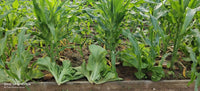 Chinese Mustard Green Cải Tiều Xại – Vegetable Garden Seeds