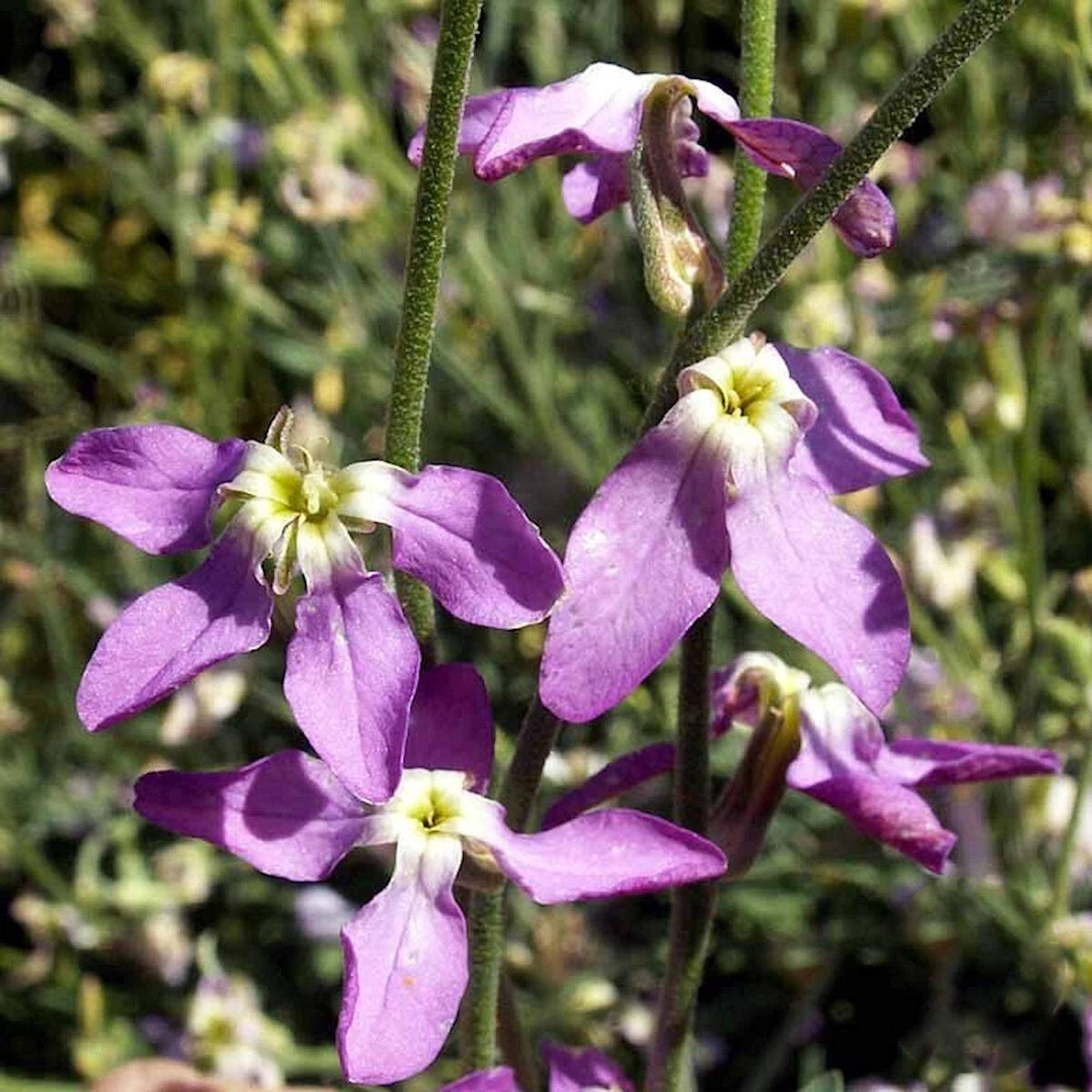 Evening Scented Stock – Fragrant Wildflower Garden Seeds