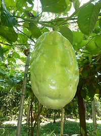 Giant Granadilla Passion Fruit Passiflora Quadrangularis – Climbing Fruit Vine Seeds