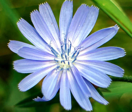 Chicory Cichorium Intybus – Edible Herb Garden Seeds
