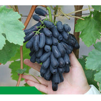 Finger Grape Seeds – Garden Fruit Seeds for Planting