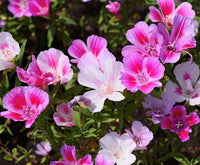 Farewell To Spring – Colorful Garden Flower Seeds