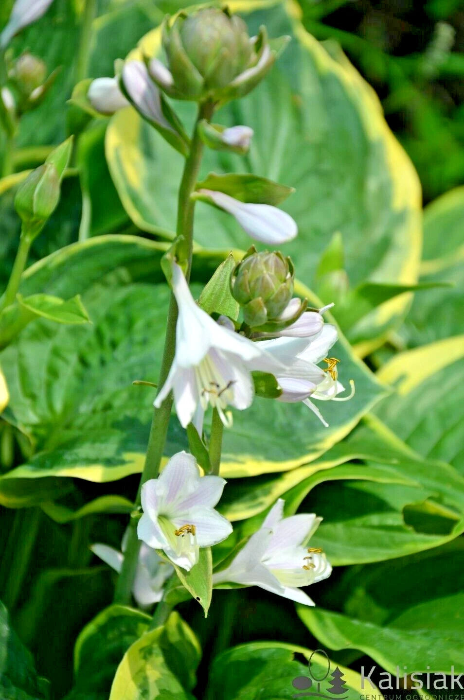 Christmas Tree Hosta – Perennial Shade Tolerant Garden Flower Seeds