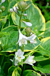 Christmas Tree Hosta – Perennial Shade Tolerant Garden Flower Seeds