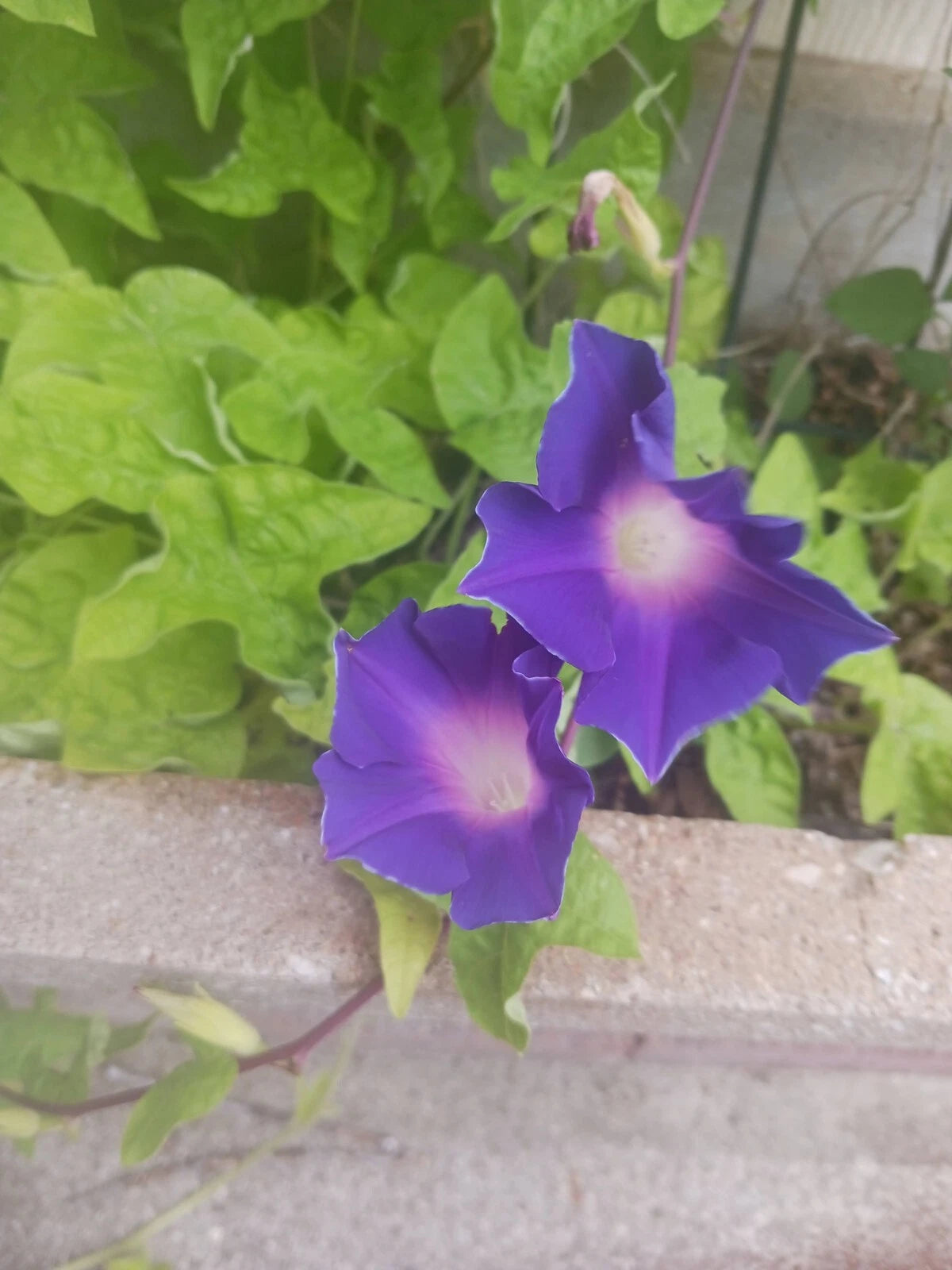 Morning Glory Blue Picotee – Climbing Flower Seeds